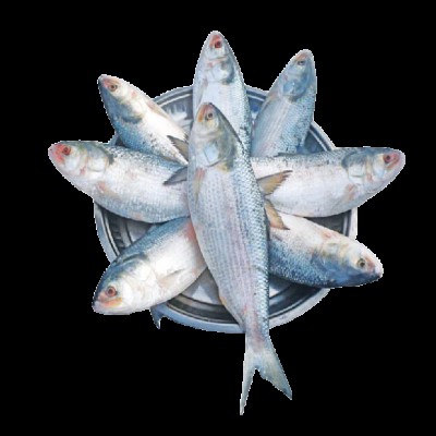 ইলিশ মাছ