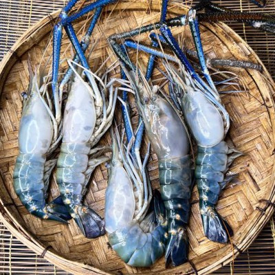 গলদা চিংড়ি মাছ