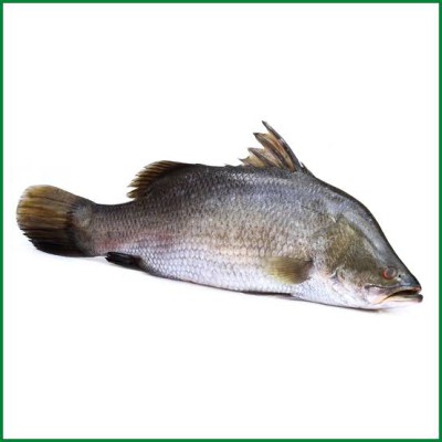 কোরাল মাছ