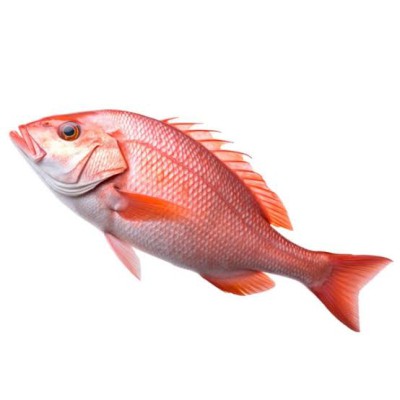 লাল কোরাল