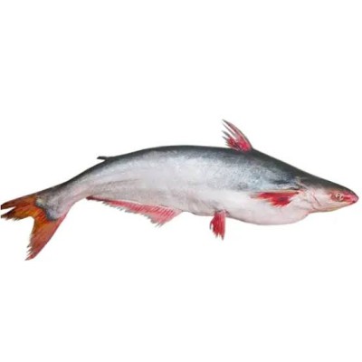 নদীর পাঙ্গাশ মাছ