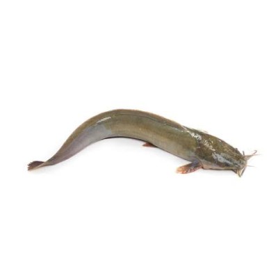 মাগুর মাছ
