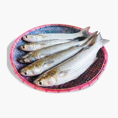 ভাঙ্গন মাছ