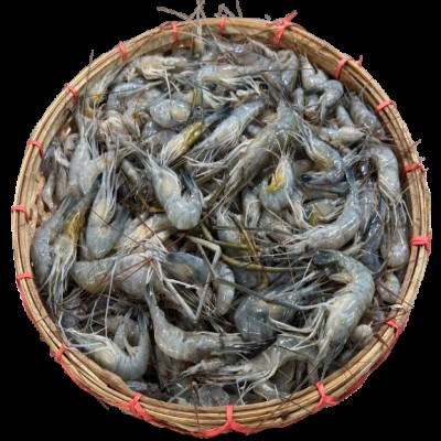 মৌ কাঁঠালি চিংড়ি