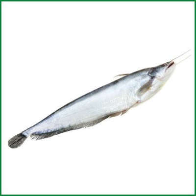 বোয়াল মাছ